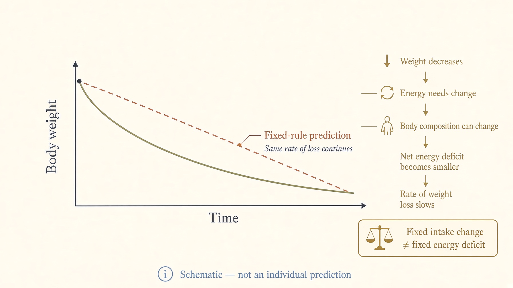 Diagram comparing a straight-line weight-loss forecast with a curved trajectory as energy needs change over time.