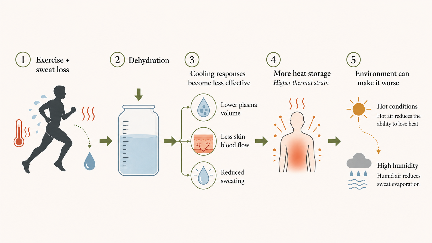 Flow diagram linking exercise sweat loss and dehydration with reduced cooling, increased heat storage, and hot or humid conditions.