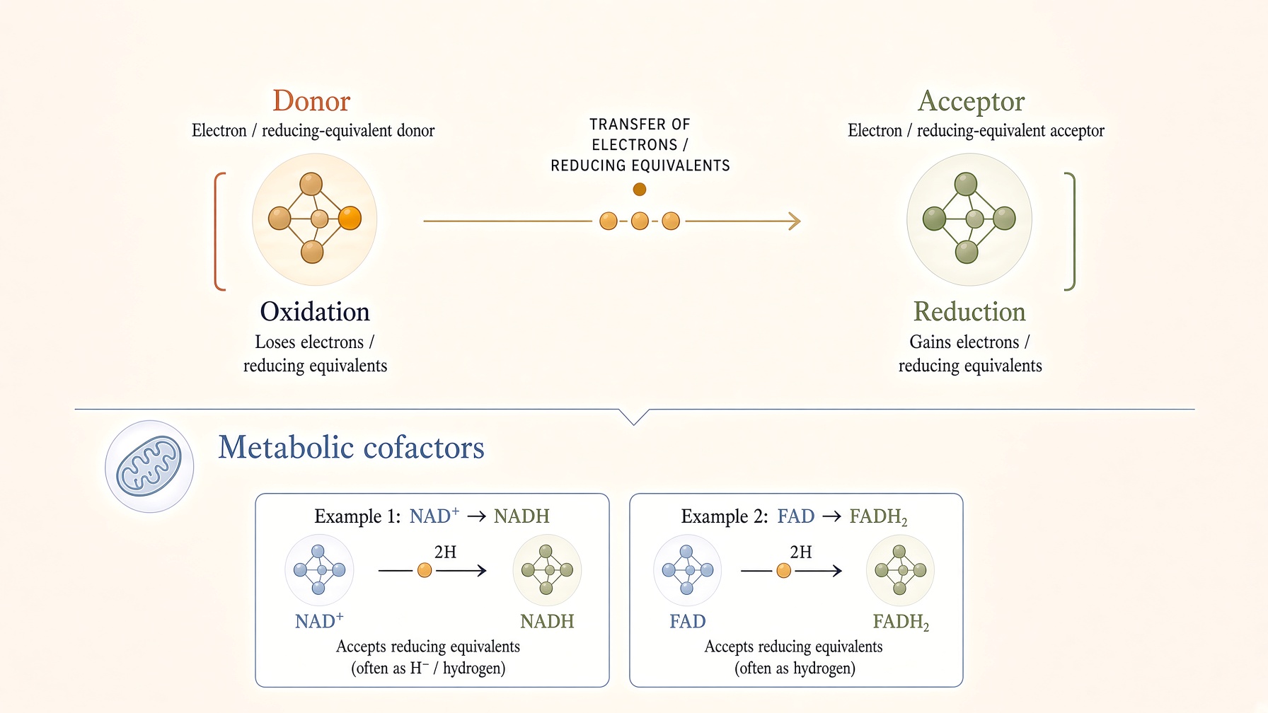 Diagram showing electron transfer from a donor to an acceptor, with NAD and FAD cofactor examples.