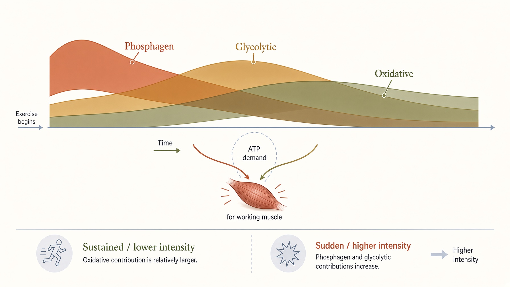 Stacked graph showing changing contributions of phosphagen, glycolytic, and oxidative energy systems during exercise.