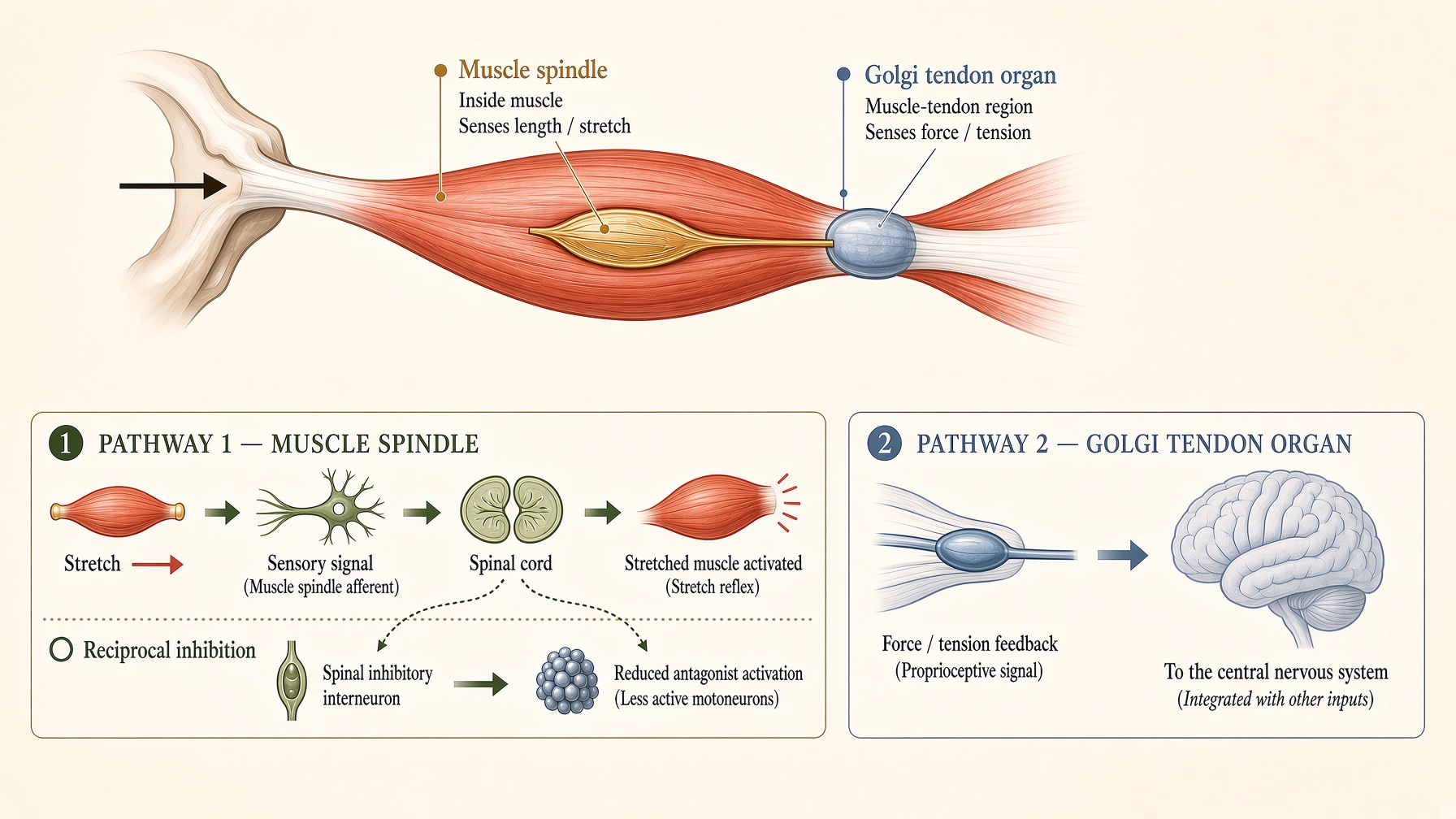 Muscle and tendon diagram showing muscle spindles, Golgi tendon organs, and their sensory pathways.