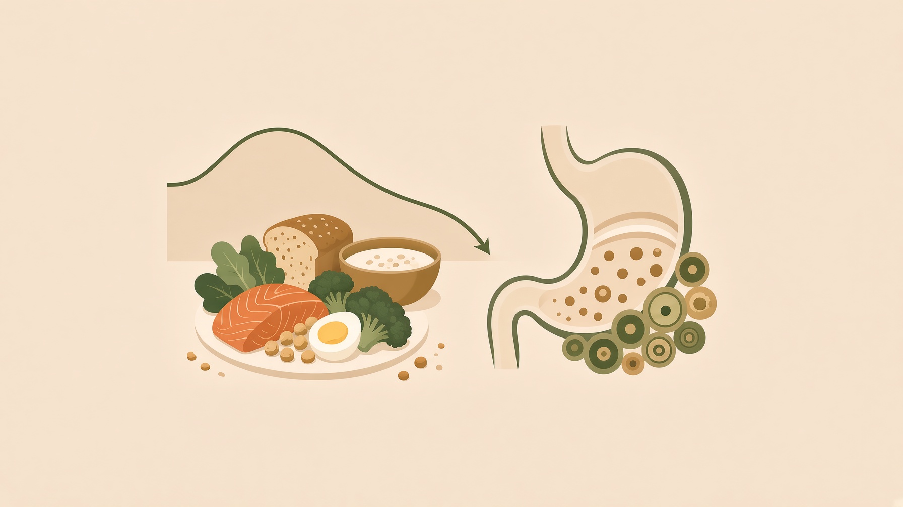 Plate of food beside a stomach illustration and a curved line.
